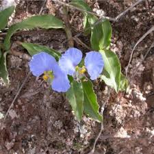 Image result for Commelina albescens