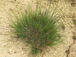 Image result for Avenella flexuosa