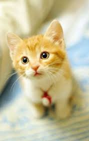 Adorable Yellow Kitten Picture Click The Picture To See More Such Pictures Kittens Cutest Cat Pics Yellow Kittens