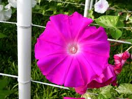 Image result for Ipomoea bakeri