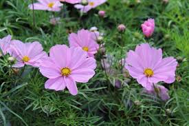 Deer Resistant Annuals