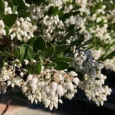 Manzanita's name puzzles are by far my favorite! Evergreen California Flora Nursery