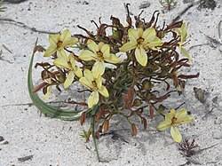 Image result for Wachendorfia