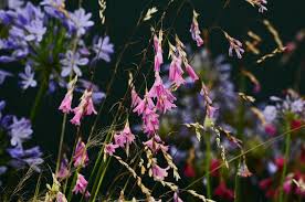 Image result for Dierama formosum/plowesii intermediates