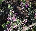 Image result for Indigofera ischnoclada
