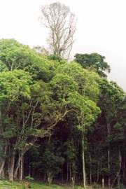 Image result for Entandrophragma caudatum