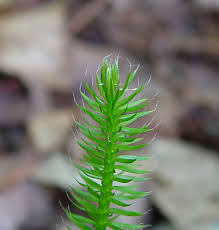 Image result for Lycopodium