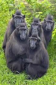 Sejumlah foto yang menunjukkan monyet di perkebunan sawit di malaysia memakan begitu banyak tikus begitu mengejutkan peneliti. 37 Ide Monyet Monyet Binatang Hewan