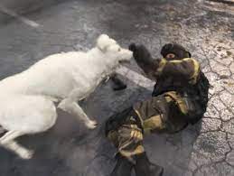 When a male is tied to a female it is because his ' . Warzone How To Get Dog Hyena Finishing Moves Call Of Duty Modern Warfare Gamewith
