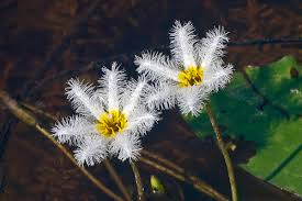 Image result for Nymphoides brevipedicellata