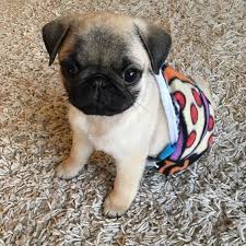 How Do You Guy Like My New Outfit Baby Pugs Cute Baby Pugs Pug Puppies