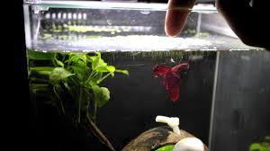Betta fish feeding training jumping above water siamese fighting fish. Betta Fish Jumping For Food Youtube