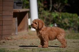 Check spelling or type a new query. Dark Red Cavapoo Cheap Buy Online