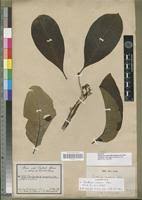 Image result for Multidentia crassa