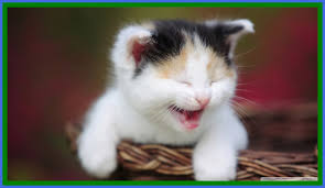 Download hd wallpapers for free on unsplash. 2008x1168 Fascinating Cute Cat Wallpaper For Android Baby Cute Cats 2008x1168 Wallpaper Teahub Io