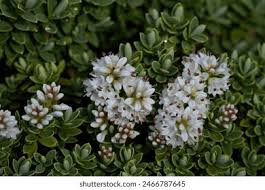 Image result for shrubby veronica hebe