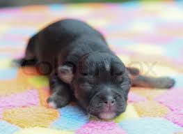 Chihuahuas do not breed true for size, and puppies from the same litter can mature in drastically different chihuahuas occur in virtually any color combination, from solid to marked or splashed,13 allowing for colors common colors are fawn, red, cream, chocolate, brown, mixed, white, and black. Tiny Newborn Black Chihuahua Stock Image Colourbox