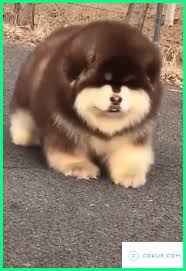 Honden Div Panosundaki Pin