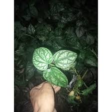 Jual daun ketapang untuk kura kura dengan harga rp12.000 dari toko online akuaku shop, kab. Sirih Silver Sirih Kura Kura Shopee Indonesia
