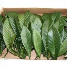 国産茶葉 完全無農薬 有機栽培100 びわの葉 50g びわ茶 びわエキス ビワ風呂 びわ温灸 べっちー 坂戸のその他の中古あげます 譲ります ジモティーで不用品の処分