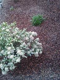 tuin garden cacaodoppen komt wel veel vliegen op af tuin vliegen