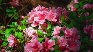 For major pruning, the best time is in early spring before the plant is ready to put out new growth, so it has the full growing season to fill out and for the new growth to mature. Pruning Azaleas Plant Addicts