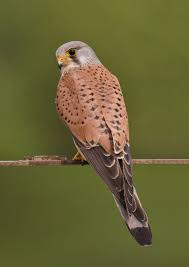 Birds Of Prey Animals Wiki Common Kestrel Wikipedia Kestrel National Animal Birds Of Prey
