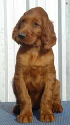 Rare pure bred red and white irish setters. Irish Setter Dogs For Sale Australia