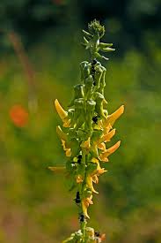 Image result for Crotalaria andromedifolia