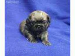 Pet puppies are available with limited registration (to be neutered/spayed, no breeding rights). Puppyfinder Com Pekingese Puppies Puppies For Sale Near Me In Colorado Usa Page 1 Displays 10