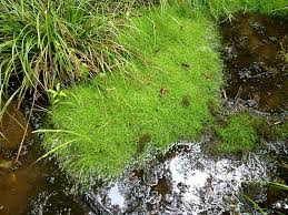 Image result for Isolepis