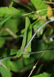 Image result for Emilia violacea