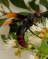 Although both help as pollinators, both are capable of stinging. Red And Black Mason Wasp Pachodynerus Erynnis Steemit