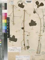 Image result for Adenia gummifera