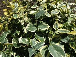 Pick plants that work in your usda hardiness zone, and talk to the nursery or read the plant label to make sure it can handle the conditions in your yard. 25 Full Shade Plants That Will Look Great In Your Yard Mike S Backyard Nursery