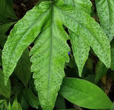 Image result for Tectaria