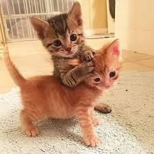 Cats will often have play sessions with another cat all of their lives, not just when they are kittens, as long they. Play Fight Or Real Cat Fight How To Spot The Difference Laptrinhx News