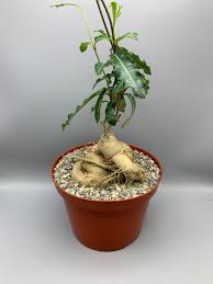 Image result for Raphionacme procumbens
