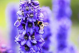 How To Grow And Care For Delphiniums Gardener S Path