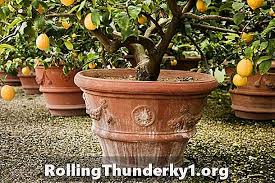 Itu sebab saya letakkan ia di tepi pagar. 10 Pokok Buah Kerdil Anda Boleh Tumbuh Di Sebarang Yard Membuat Rumah Anda Yang Terbaik 2021