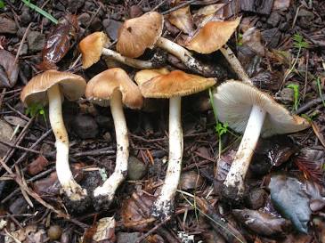 Inocybe rimosa, generata con l'AI