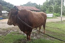 Maybe you would like to learn more about one of these? Dpkh Kaltim Siapkan Sapi Kurban Presiden Jokowi Antara News