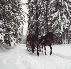 Sanie Cu Zurgălăi In Zăpadă Iarna Peisaj De Iarnă Cai Sanie Nea și Omăt Romania Outdoor Country