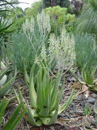 Image result for Aloe bukobana