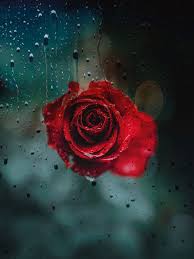I'm like a really cuddly cactus. Rain And Red Rose Digital Art By Aayan Arts