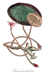 Image result for Cabombaceae