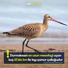 Birds Panosundaki Pin