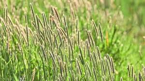 Image result for Cenchrus geniculatus