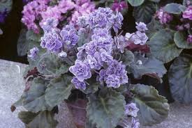 Image result for Saintpauliopsis