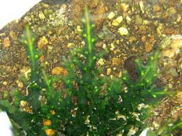 Image result for Podostemaceae